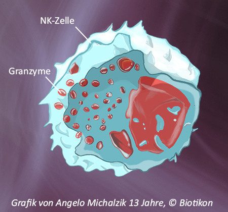 Das Wunderbare Menschliche Immunsystem - Nk-zellen